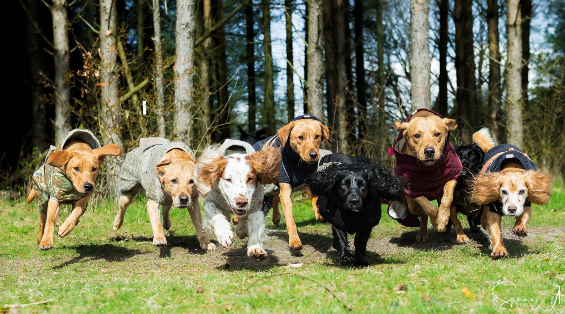 dogs running freely in siccaro dog drying coats