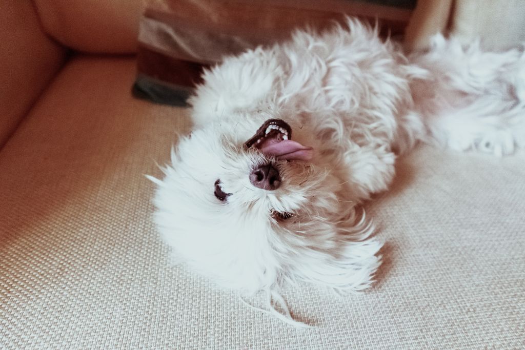 cute white dog cotton de tulear