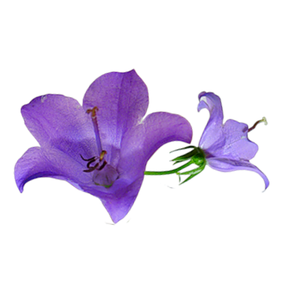 scutellaria baicalensis root.webp__PID:e5323bd6-e606-4f13-bdaa-be9acbc13598