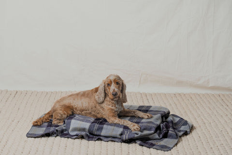 Dog on navy pet blanket