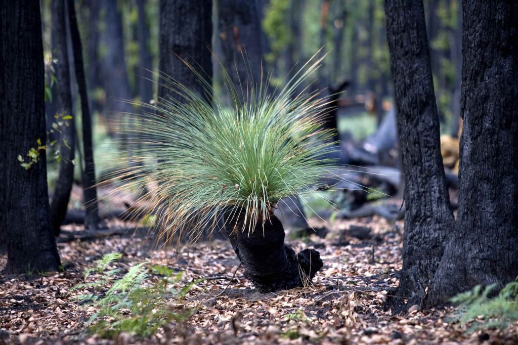 Grass plant in Grampians National Park Photo credit: Visit Victoria