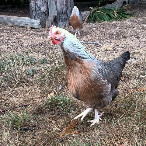 Dorking hens Australia 