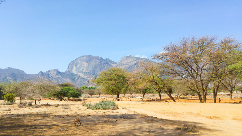 Landschaft Samburu der Korbraum Kenia