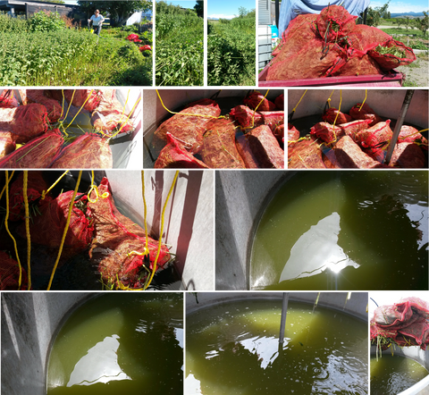 Seresin nettle tea preparation 