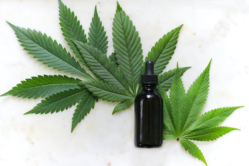 A CBD bottle positioned on some cannabis leaves