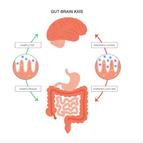 The Serious Gut gut brain axis