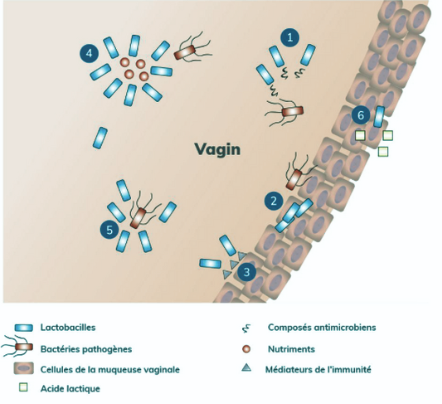 The Serious Gut vaginose bactérienne schéma