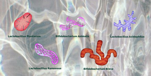 The Serious Gut bifidobacterium lactobacillus rhamnosus