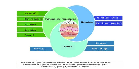 The Serious Gut schema peau saine microbiote cutané