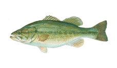 bass-largemouth.png__PID:5851d385-411d-409d-9402-19446af4f027