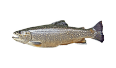 brook-trout.png__PID:367d5043-d75e-43cb-9f99-1044cdad5a38