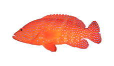 coral-trout.png__PID:3e8a14fe-fdb3-48da-bfee-c2a65e8f9e21