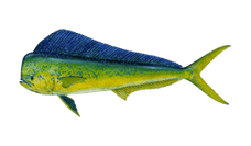 dolphin-mahi-mahi.png__PID:1a03ae91-3a13-4d33-9d3e-9c5ab2e11ecd