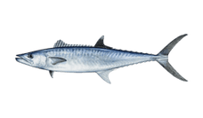 king-mackerel-kingfish.png__PID:00287b9a-39af-442d-9a2d-f42fd3fcd654