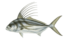 roosterfish.png__PID:f1610d5e-b9a2-4df7-93b3-b6566f171945