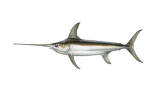 swordfish.png__PID:d845468b-7e4b-4e73-9b32-27b07cc17287