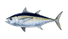 tuna-blackfin.png__PID:cf137523-0ceb-4fd5-b801-afa4832c8c85