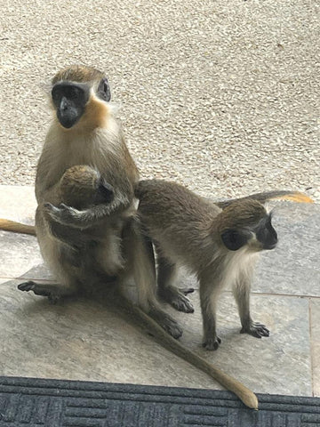 Barbados Monkeys