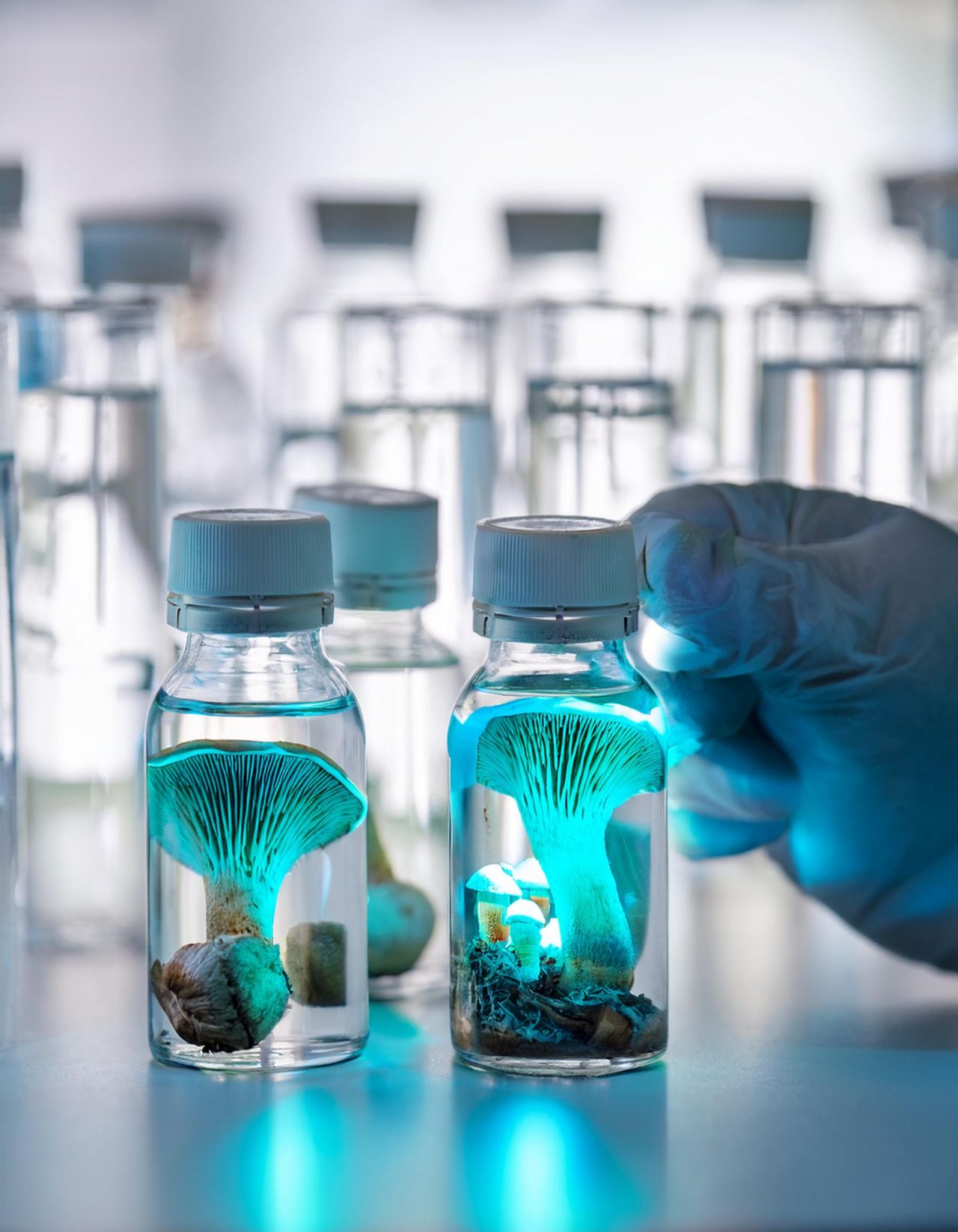 Functional Mushroom Innovation Lab India Future Health Hi Shroomz
