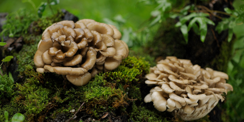 Maitake mushroom, Maitake mushroom powder