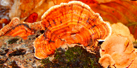 medicinal mushrooms