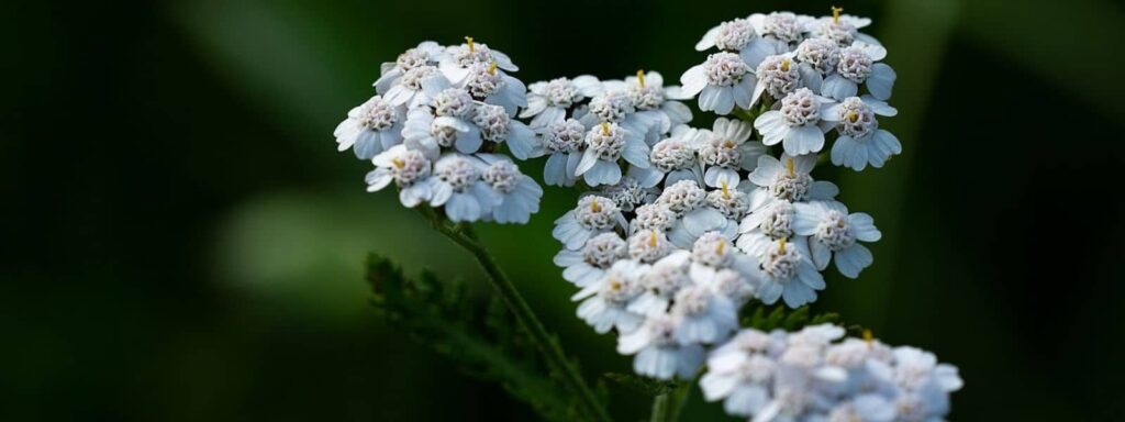 Achillée millefeuille un des remèdes de grand-mère contre les règles douloureuses