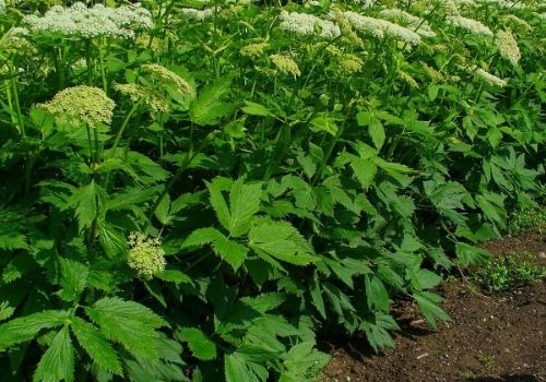 L'Impératoire fait partie des différentes espèces de plantes sauvages à développer un grand feuillage vert