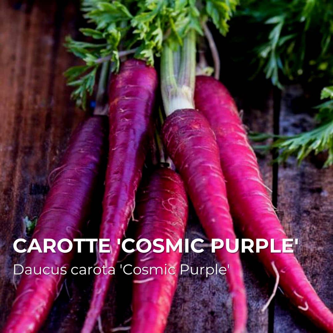 GRAINES - Carotte 'Cosmic Purple' (Daucus carota 'Cosmic Purple')