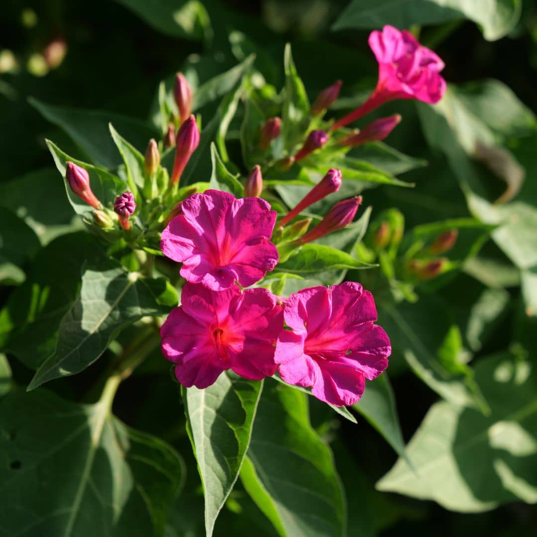 GRAINES - Belle de Nuit Rose (Mirabilis jalapa)