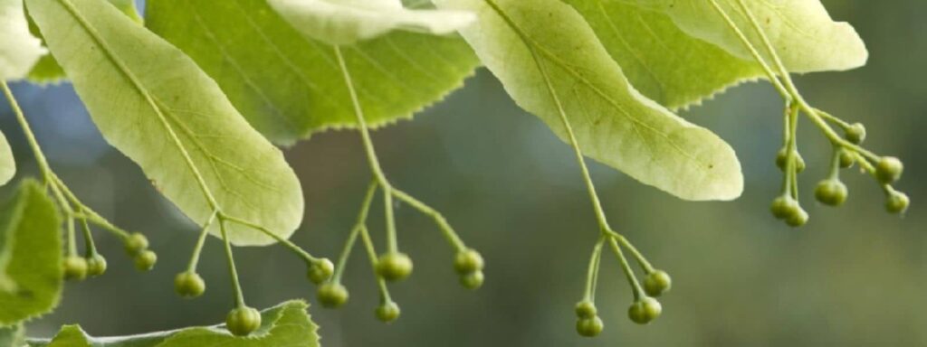 Pensez au tilleul lors de votre cueillette sauvage de printemps. Ses jeunes feuilles sont comestibles.