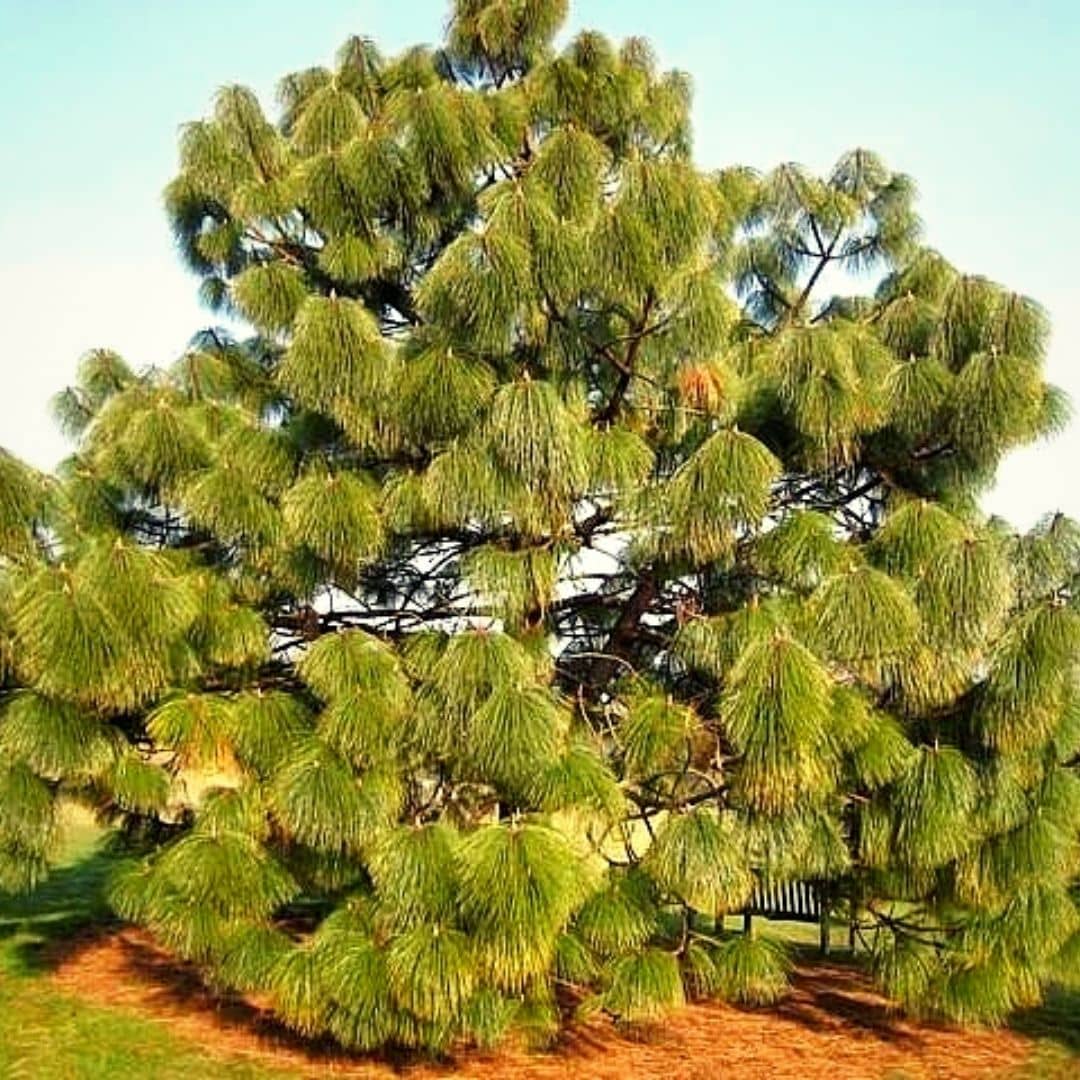 Сосна род хвойных. Сосна Монтесумы. Длиннохвойная сосна Монтесумы. Pinus montezumae. Pinus oocarpa.