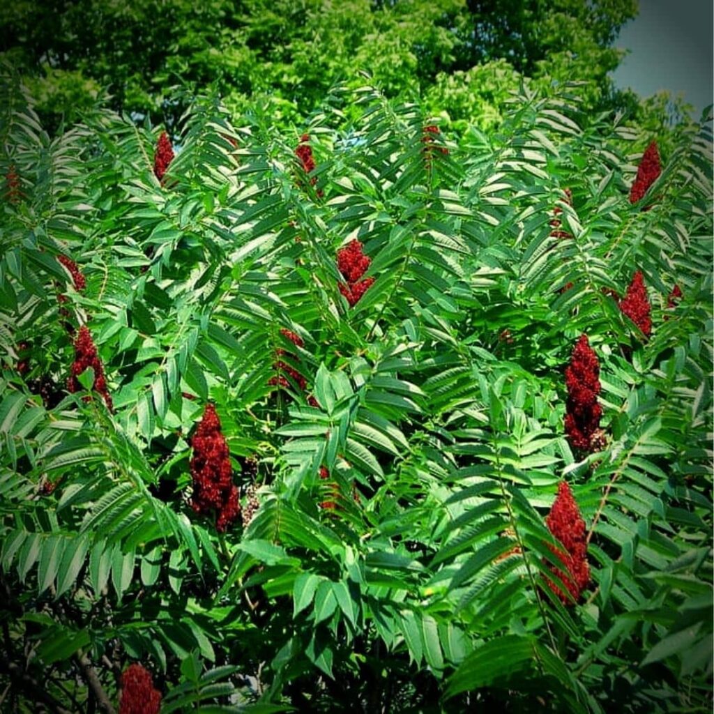 Rhus typhina Sumac vinaigrier