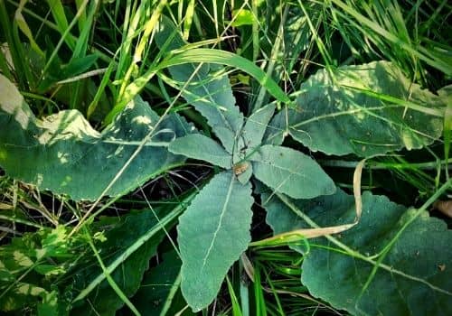 Rosette de Molène Lychnite plante encore jeune car elle est dans sa première année de croissance