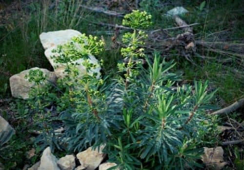 euphorbe des garrigues plante toxique