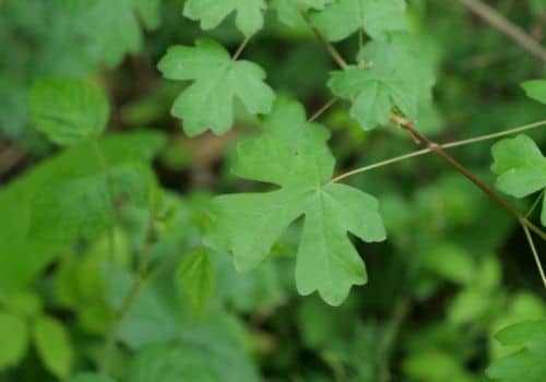 manger de l'érable champêtre en consommant ses feuilles crues ou cuites