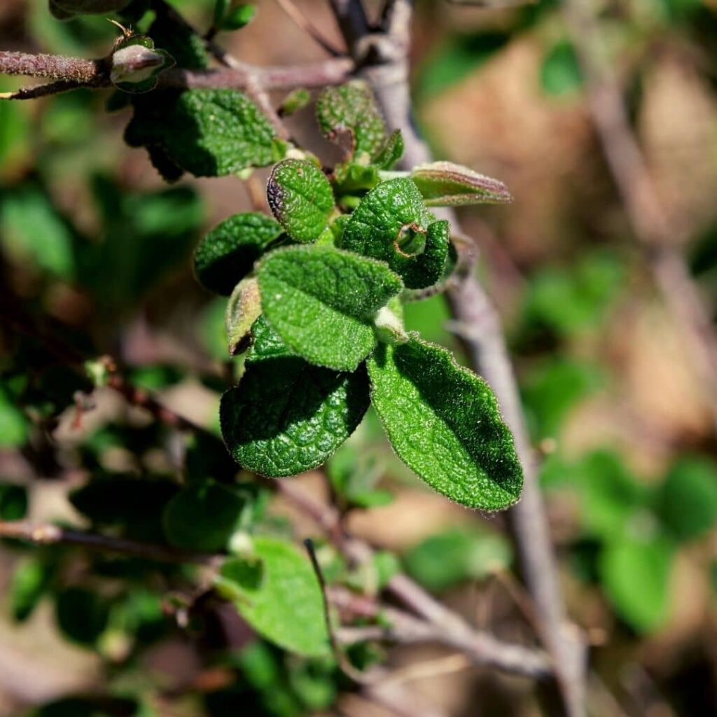 rameaux cistus salviifolius