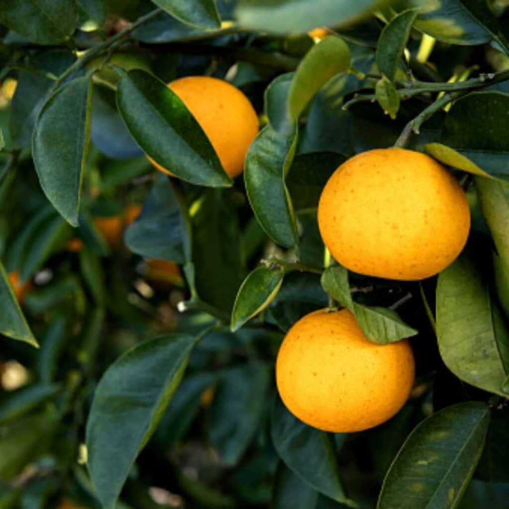 vue générale de Iokan Citrus iyo