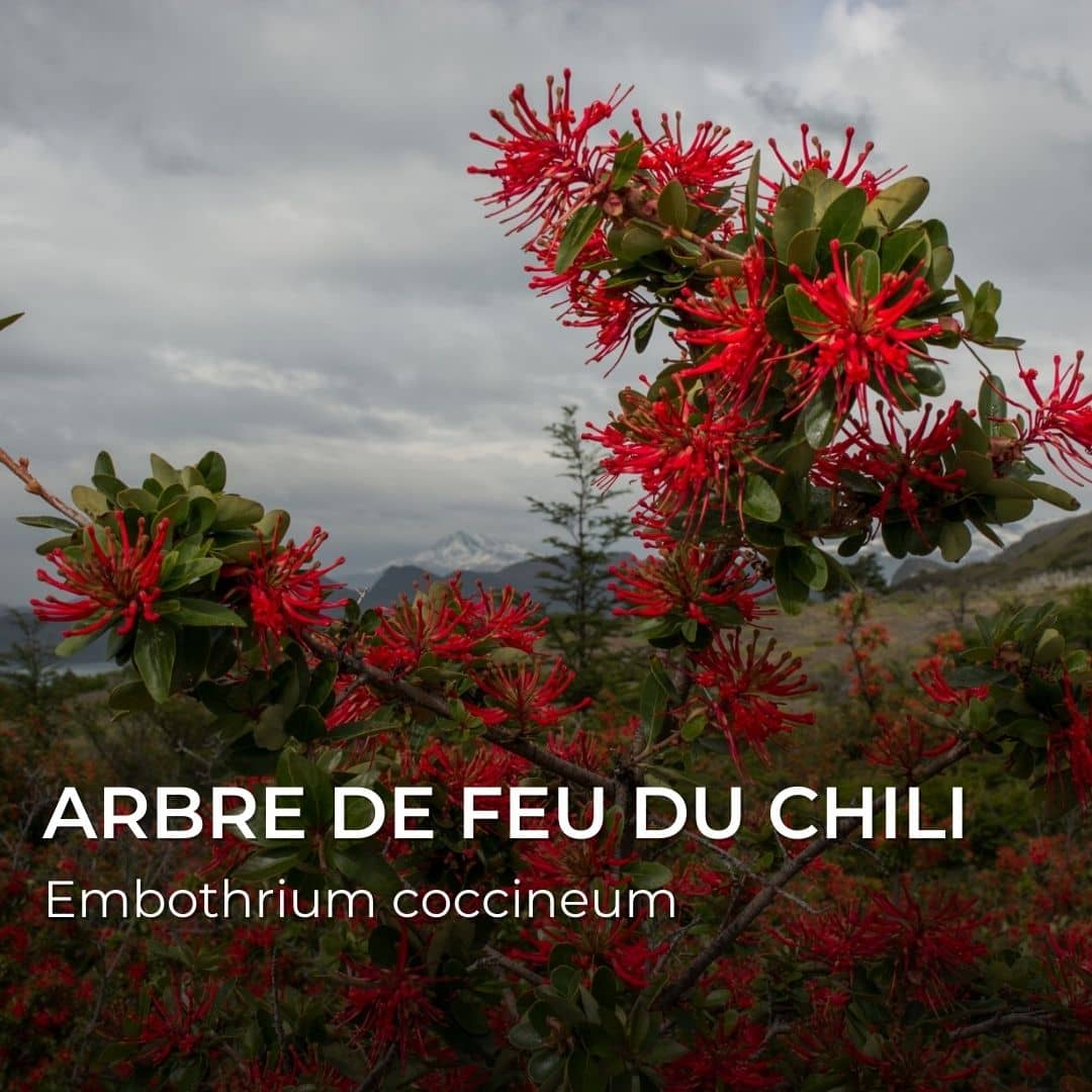 GRAINES - Arbre de Feu du Chili (Embothrium coccineum)