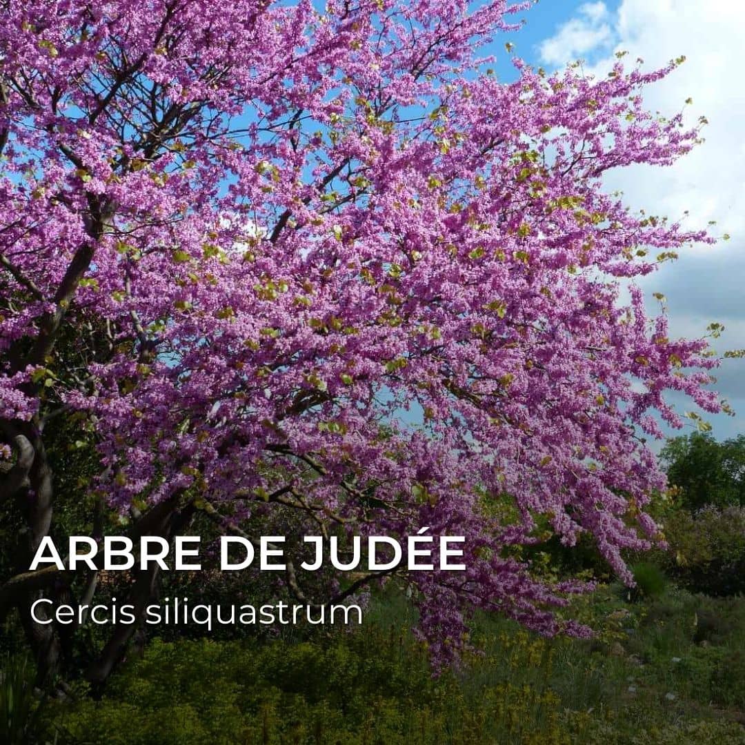 GRAINES - Arbre de Judée (Cercis siliquastrum)