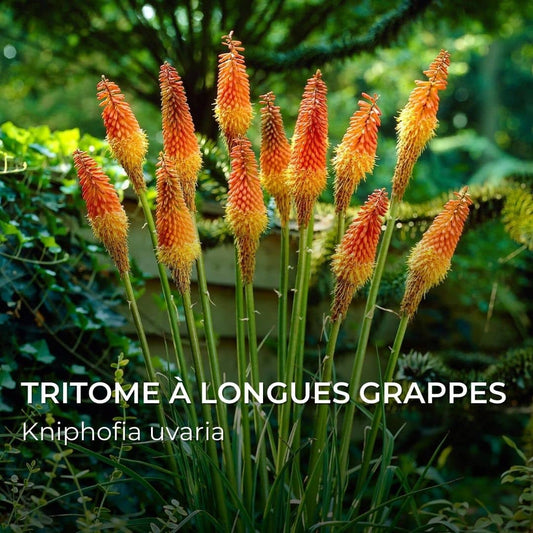 GRAINES - Cotonnier Herbacé (Gossypium herbaceum) - Monde Végétal