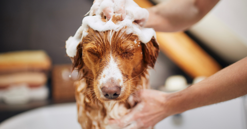 Grooming Routine for your pets dogs and cats