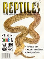 Python Color and Pattern Morphs