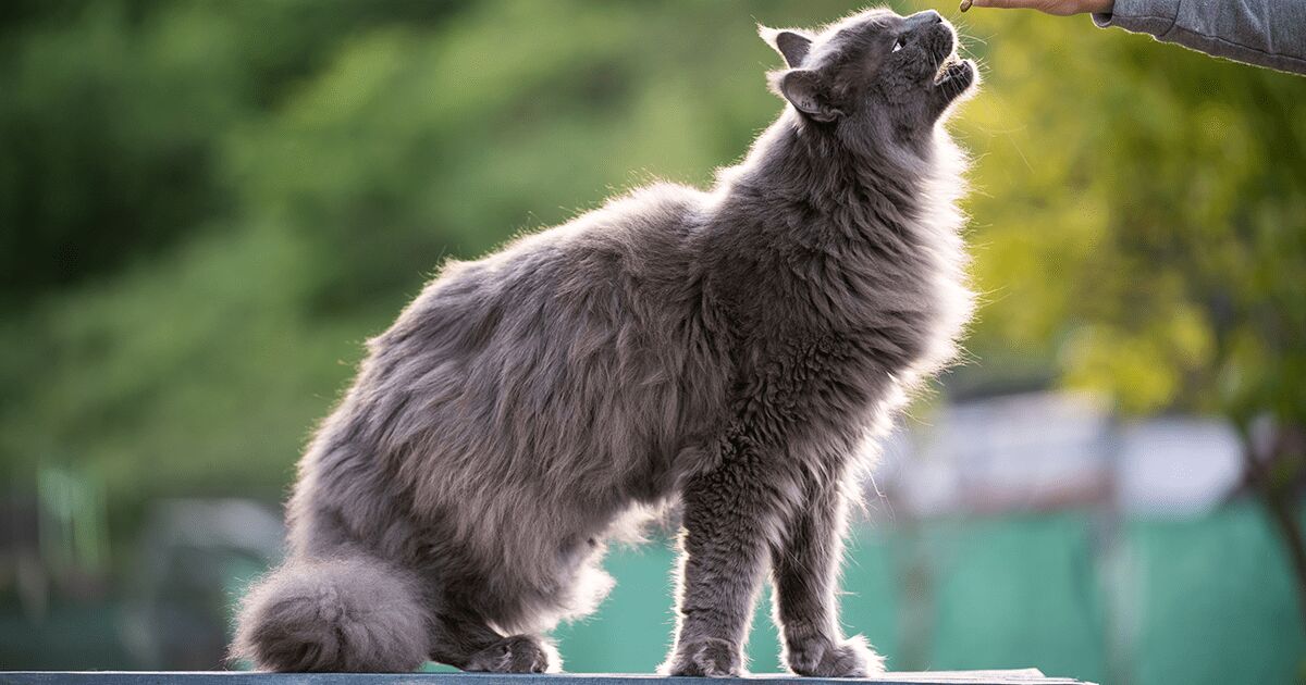 Grey cat receiving a treat