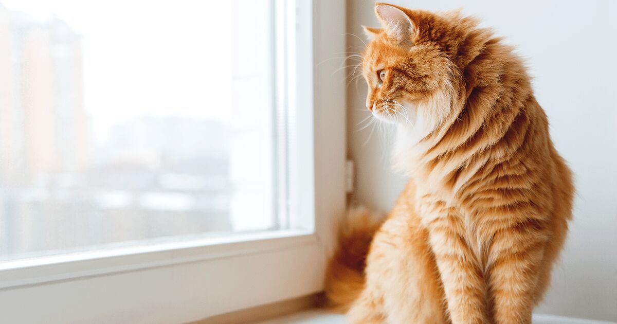 Ginger cat looking through a window.