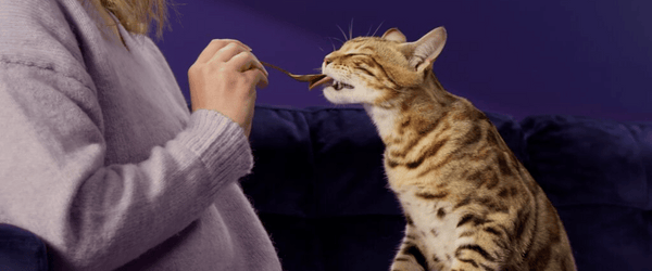 Grey cat enjoying Happy Snack