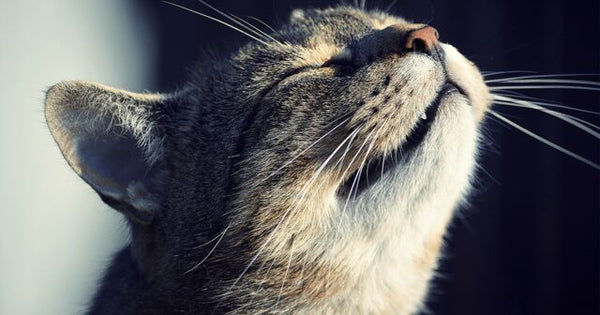 Cat senses - cat's nose