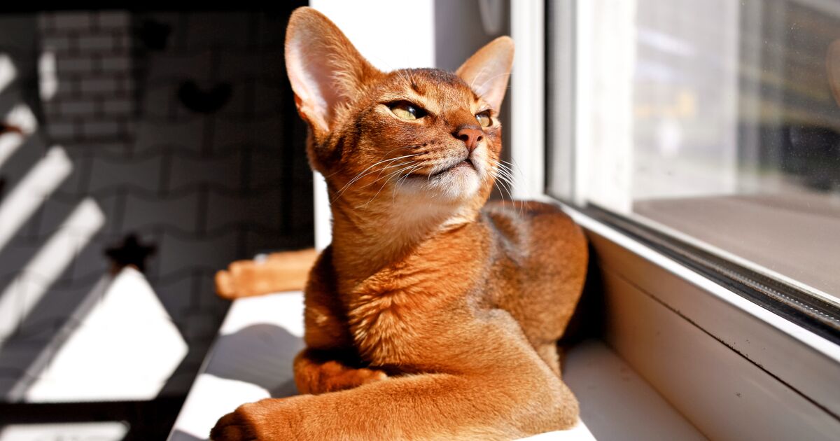 Abyssinian cat lies on the window, sun shining on him.