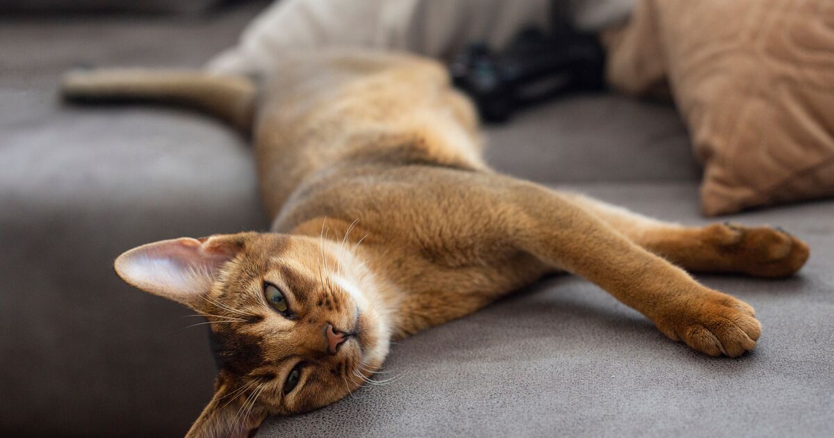 Abyssinian cat lying on a grey sofa