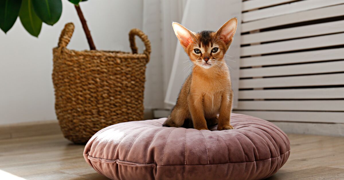 Kitten Abyssinian cat breed, in a cosy living room on a pillow.