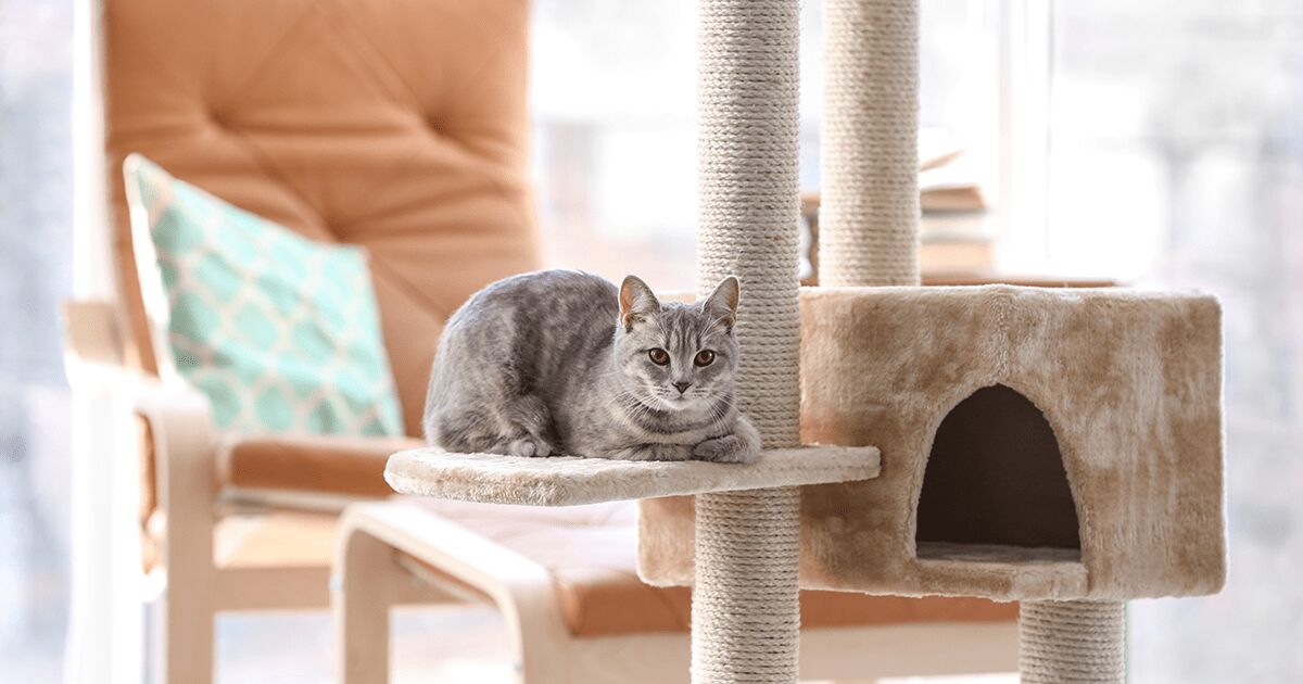 Grey cat sitting on a cat tree.